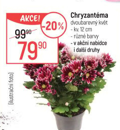 Chrysanthemum - Chryzantéma