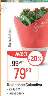 Kalanchoe - Kolopejka