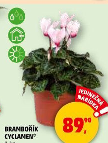 Cyclamen - Brambořík