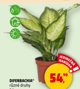 Difenbachie