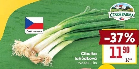 Jarní cibule svazek Česká farma