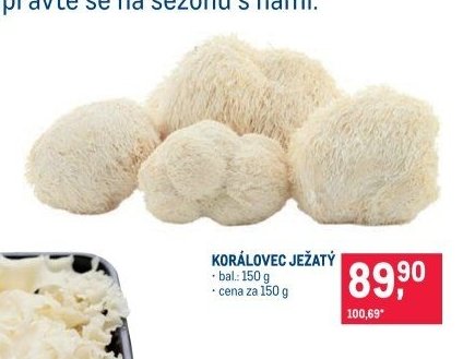 Korálovec ježatý