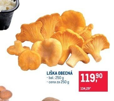 Liška obecná