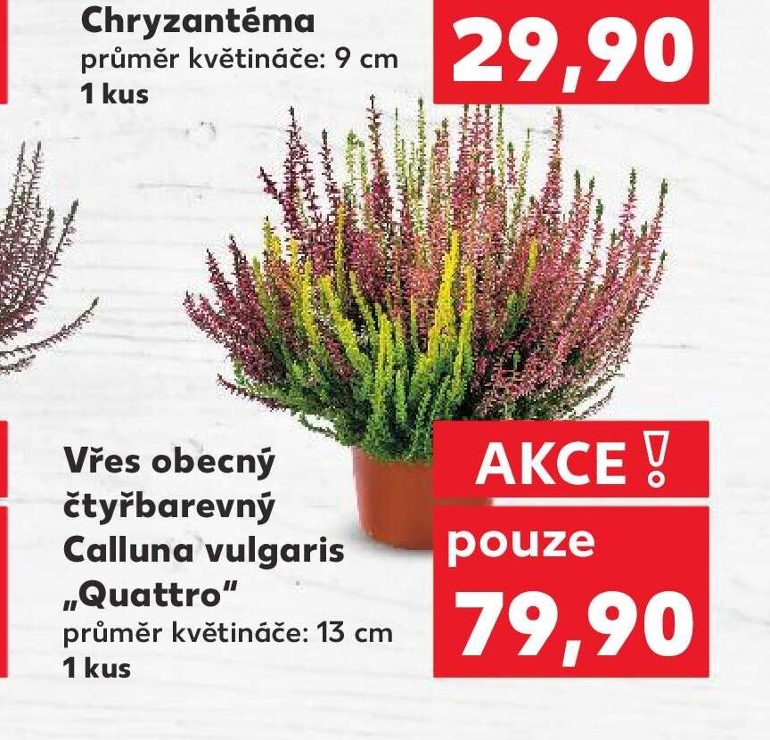 Vřes obecný čtyřbarevný Calluna vulgaris „Quattro“ - Kaufland akcniletaky.com