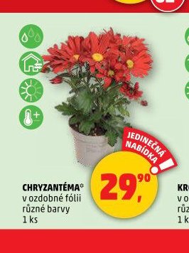 CHRYZANTÉMA