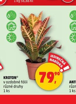KROTON