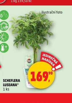 SCHELFERA LUSEANA