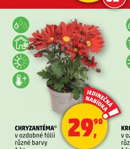 Chrysanthemum - Chryzantéma