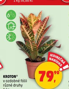 Croton - Kroton