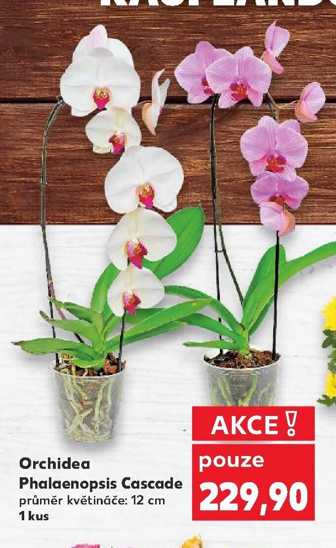 Orchidea Phalaenopsis Cascade