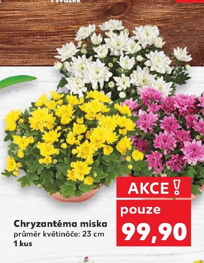 Chryzantéma miska