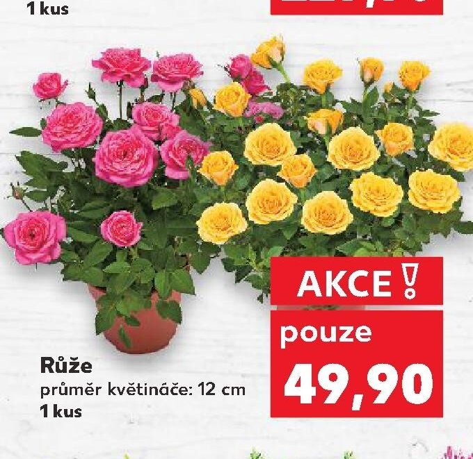 Růže