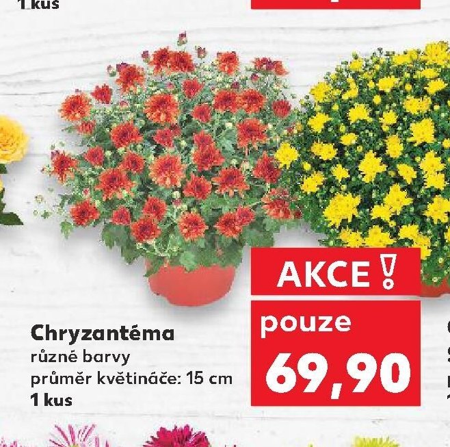 Chryzantéma