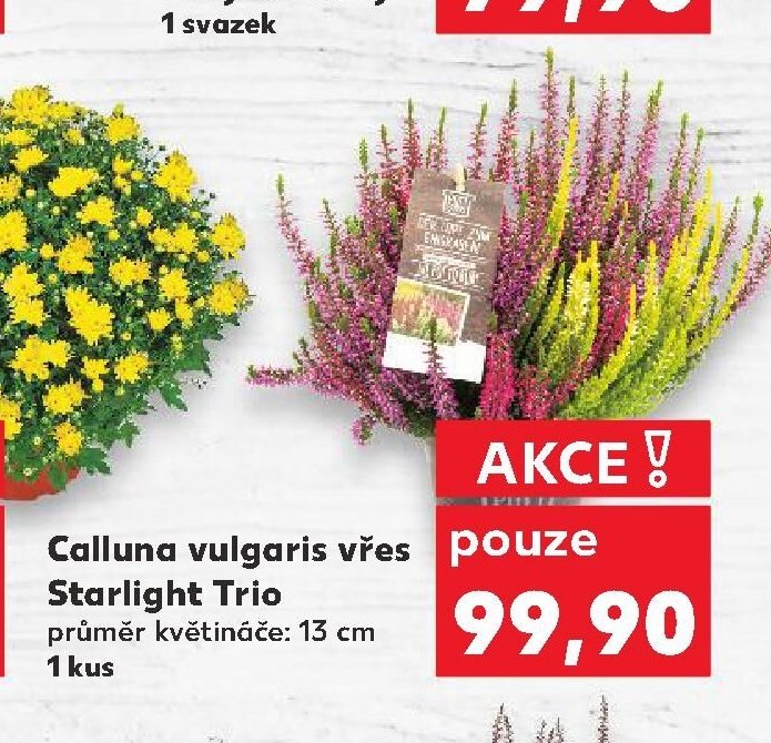 Calluna vulgaris vřes Starlight Trio