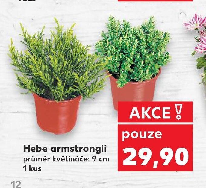 Hebe armstrongii