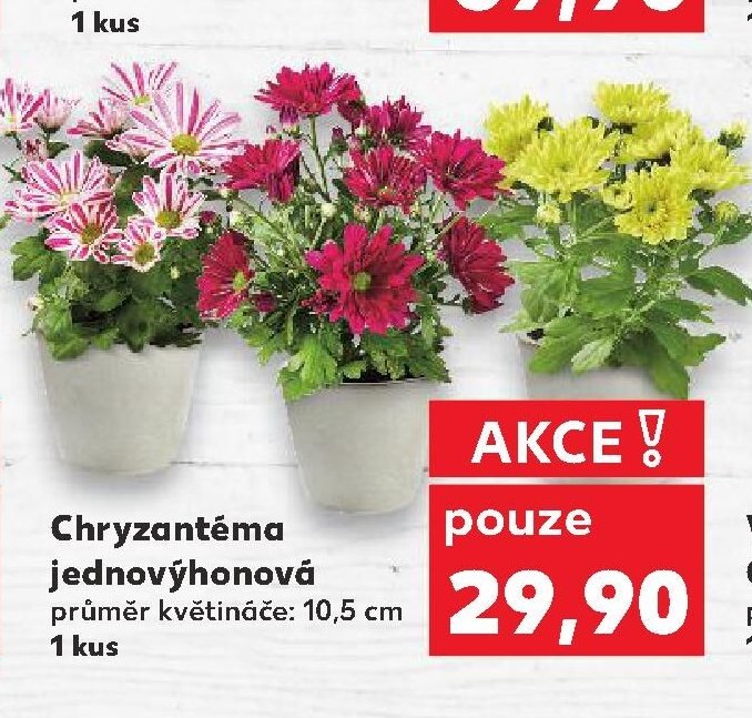 Chryzantéma jednovýhonová