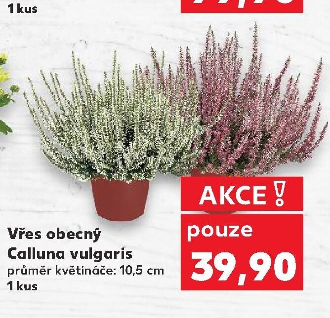 Vřes obecný Calluna vulgaris