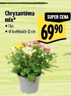 Chrysanthemum - Chryzantéma