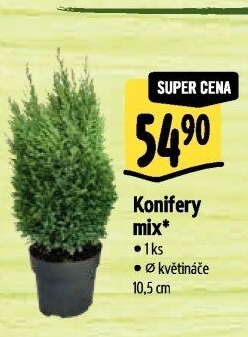 Konifery