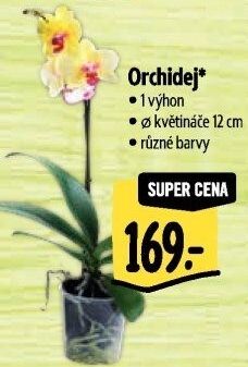 Orchidej