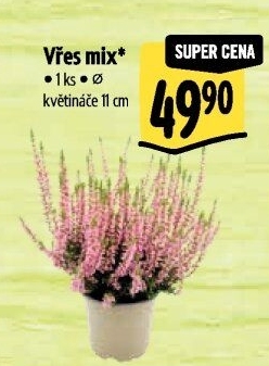 Vřes - Calluna
