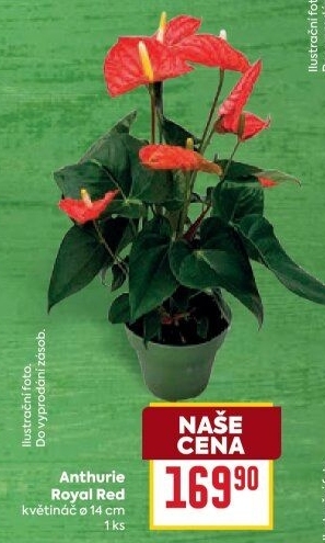 Anthurium - Toulitka