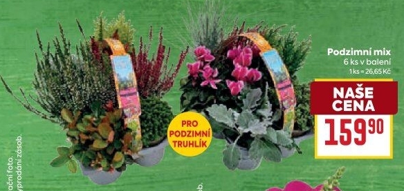 Mix kvetoucích rostlin