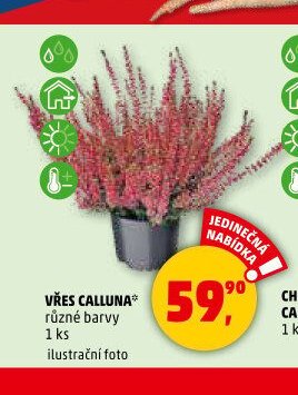 VŘES CALLUNA