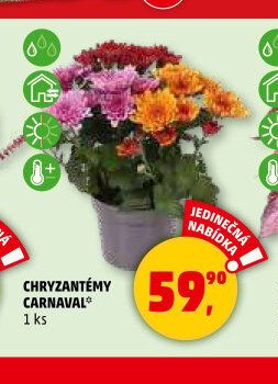 CHRYZANTÉMY CARNAVAL