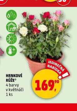 HRNKOVÉ RŮŽE