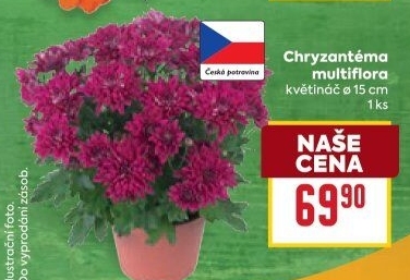 Chrysanthemum - Chryzantéma