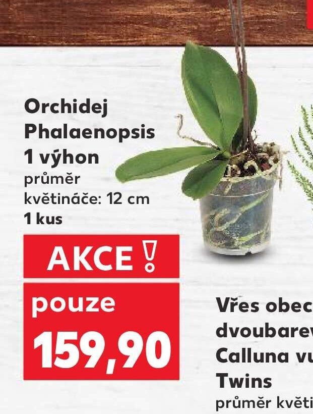 Orchidej Phalaenopsis