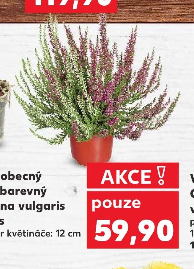 Vřes obecný dvoubarevný Calluna vulgaris Twins