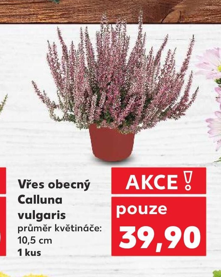 Vřes obecný Calluna vulgaris