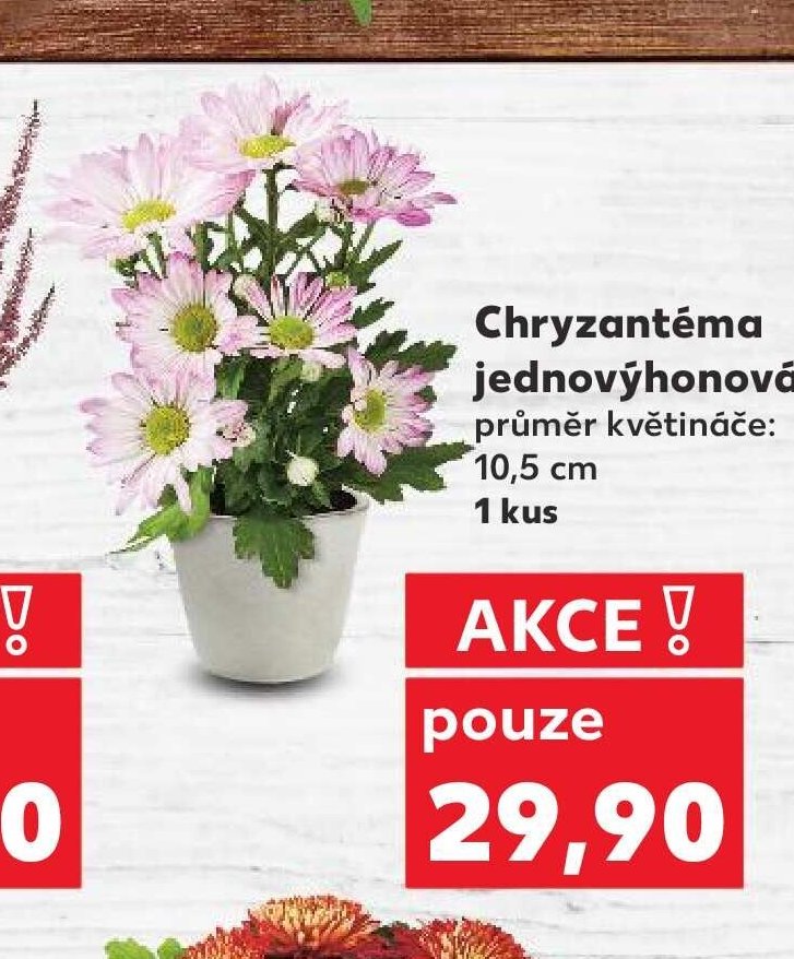 Chryzantéma jednovýhonová
