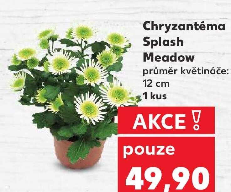 Chryzantéma Splash Meadow