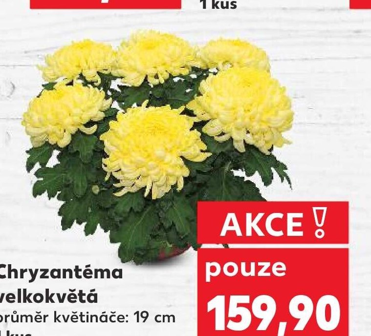 Chryzantéma velkokvětá