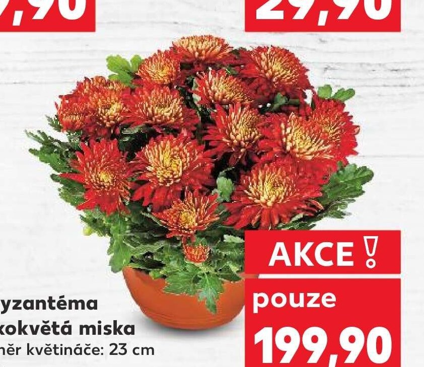 Chryzantéma velkokvětá miska