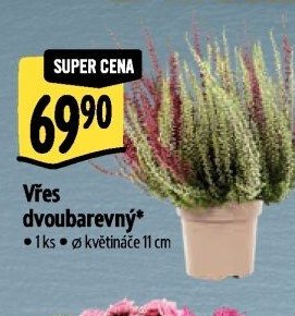 Vřes dvoubarevný
