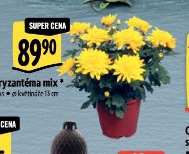 Chryzantéma mix