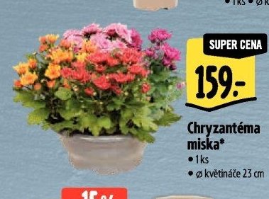 Chryzantéma miska