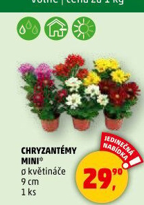 Chrysanthemum - Chryzantéma