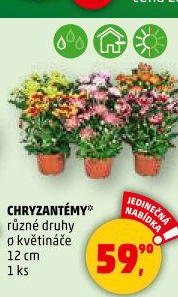Chrysanthemum - Chryzantéma