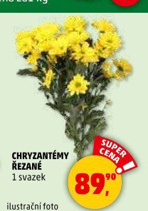 Řezané Chryzantémy