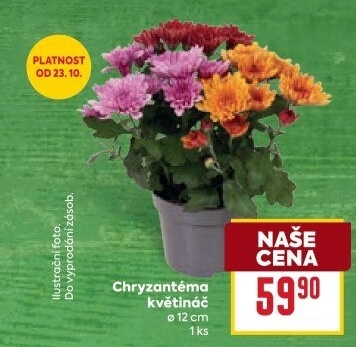 Chrysanthemum - Chryzantéma