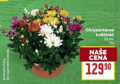 Chrysanthemum - Chryzantéma