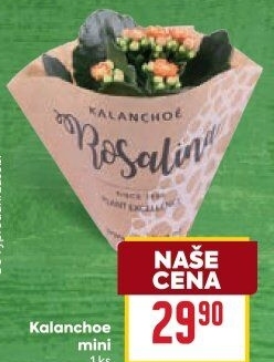 Kalanchoe - Kolopejka