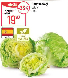 Salát ledový
