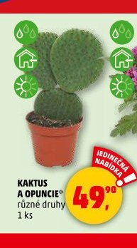 KAKTUS A OPUNCIE