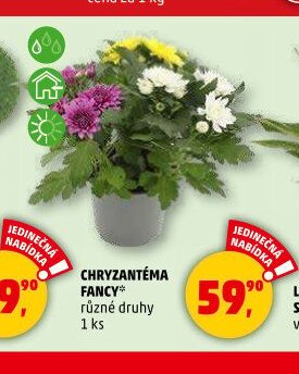 CHRYZANTÉMA FANCY